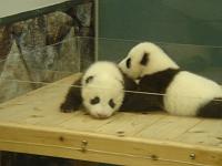 �a�̎R���܂�̑o�q�����ł�