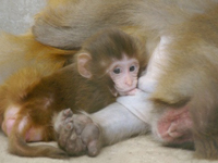 �A�J�Q�U���̐Ԃ����