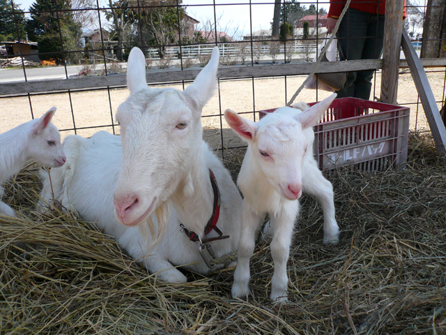 �Ԃ���񃄃M�Ƃ��ꂳ��