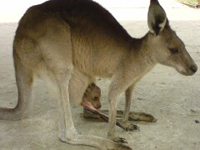 �I�I�J���K���[�̐Ԃ����