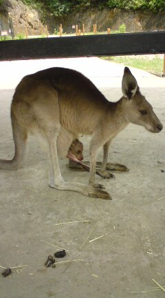 �I�I�J���K���[�̐Ԃ����