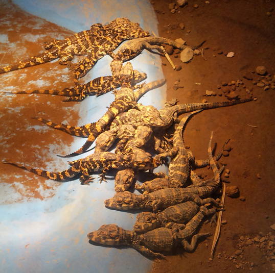 ���E�X�R�E���j�i�D�y�~�R�������j