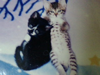 ����13�΂̂�������L