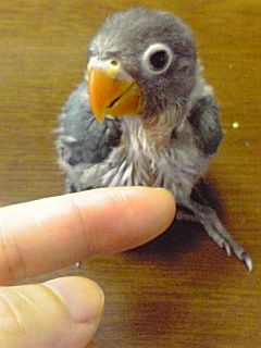 �C���R�̂Ђ�