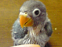 �C���R�̂Ђ�