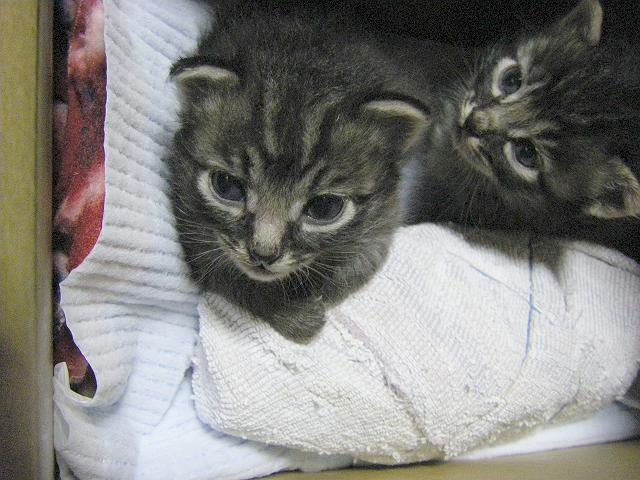 �����̒��j���j