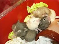 ��������