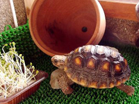 ���ʒ��Ԃ�I