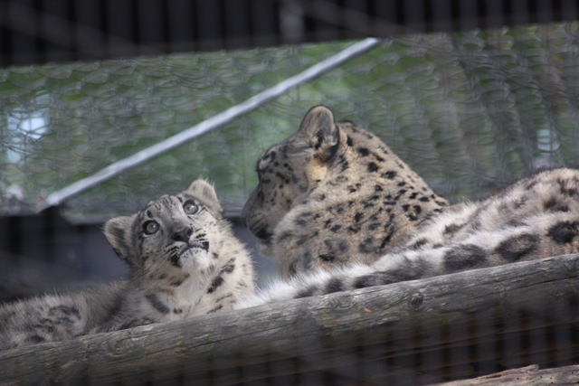 ���L�q���E�e�q