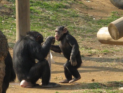 �u�R�h���v��������Ȃ�����