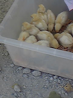 �Ђ悱�܂񂶂イ