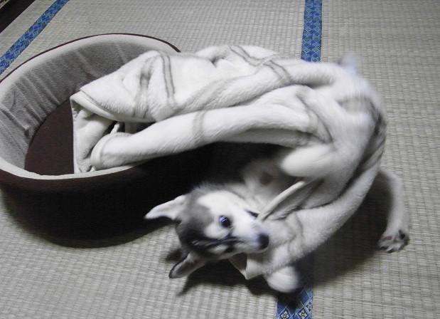 �x�b�h����̊��݂����[�����O!!