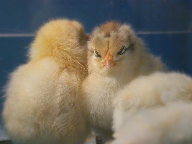 ���㐔����