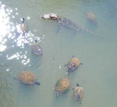 �A�����J�ɂ�