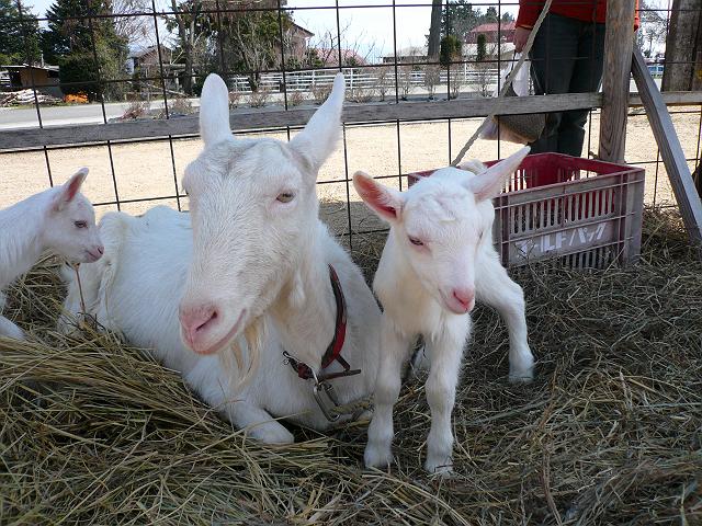 ���ꂳ��Ƒo�q�̎o��