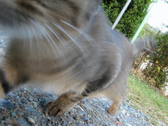 �l�����߂���l�R