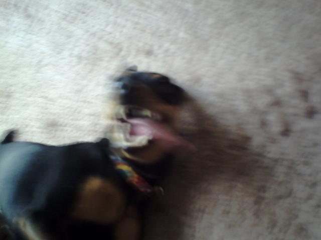 �����̏ё�