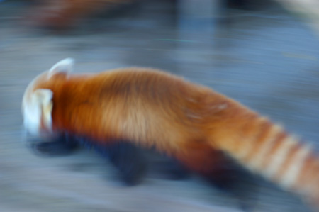 �M��o�i�i���j���̃��b�T�[�p���_