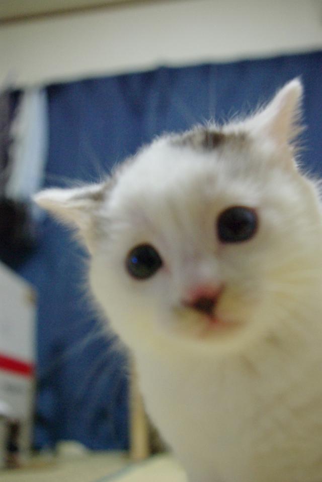 �E�����q�L�̓����Y�֑���