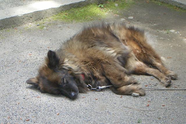 �������߂��`