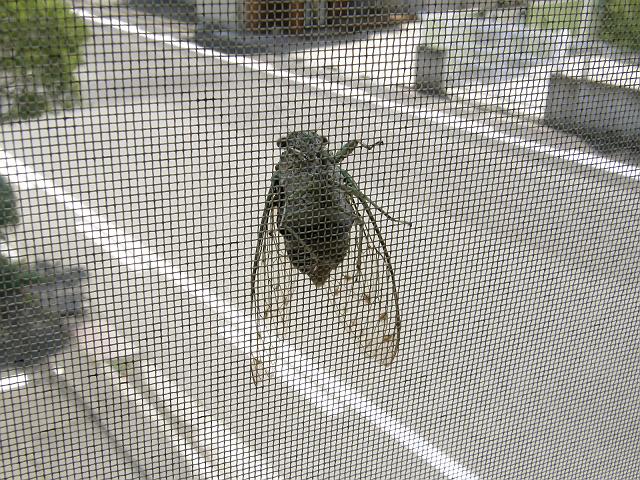 �Ԍ˂ɂƂ܂��ăW�[�W�[���Z�~