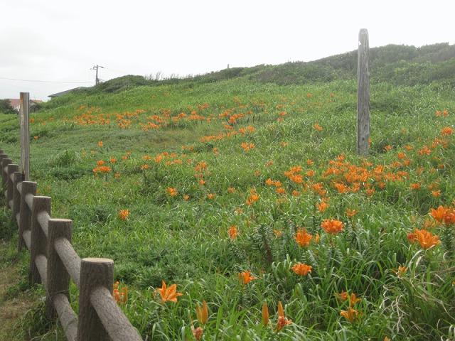 �X�J�V����