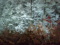 ���򗷍s�ł̂����܂�