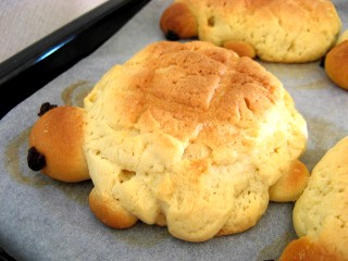 �J�������p��