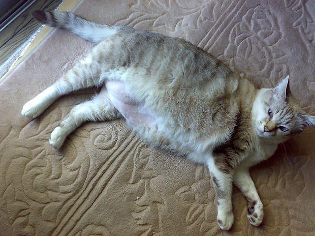 �˂��̂��Ȃ�