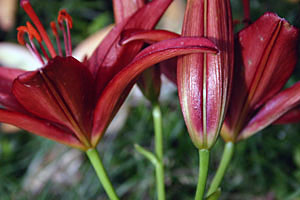 �Ƃ��ǂ��A