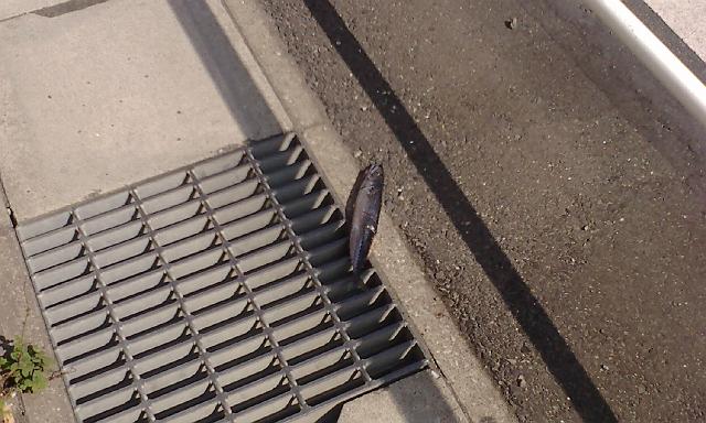 �����Ă��鋛