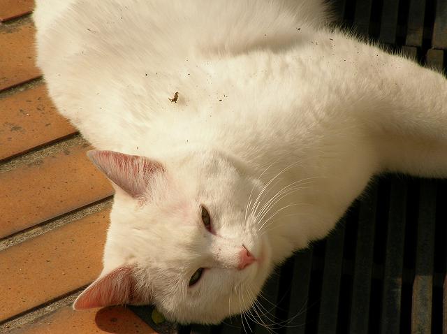 ���ɗ����Ă����˂�