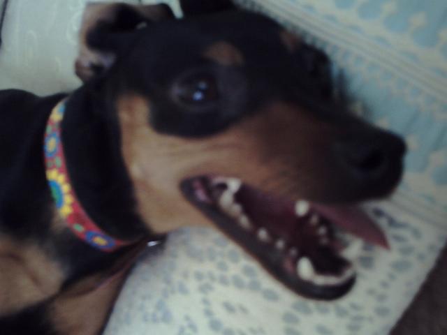 �r�b�O�X�}�C��