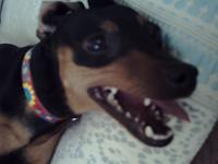 �r�b�O�X�}�C��