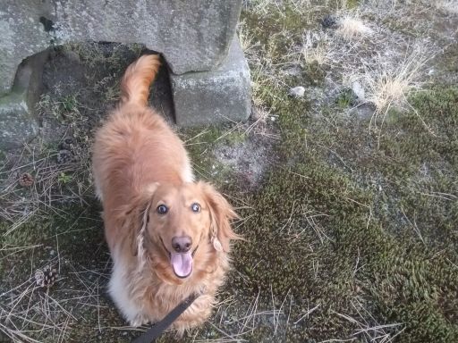 �ߏ��̐_�Ђɂ�