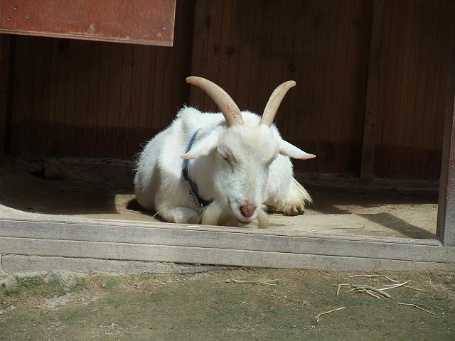 �������̎R�r�̓A���h���C�h�̖������邩�H