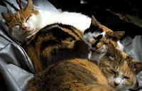 �]�m���̔L�O�A��