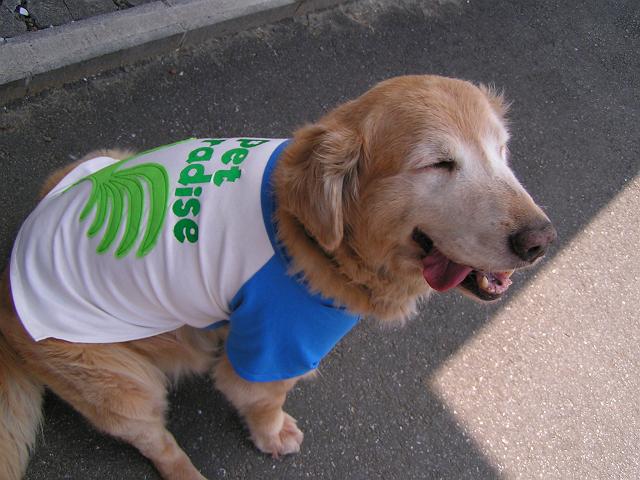 ����������Ɣ�������ł���(��)