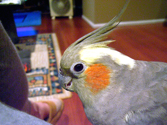 �׈��ɏ΂����΂����I�J���C���R