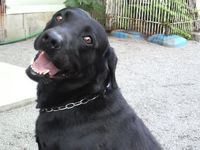 �Ƃ��Ă������q�ł���