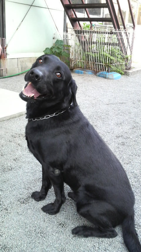 �Ƃ��Ă������q�ł���