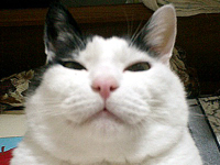 ���҂̔��΂�