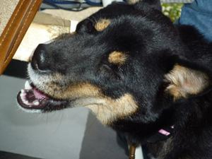 �΂��߂��������