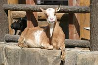 ���΂ނ��B��