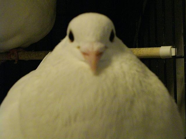 �����΂�