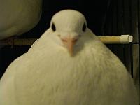 �����΂�