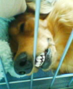 �ނ�����