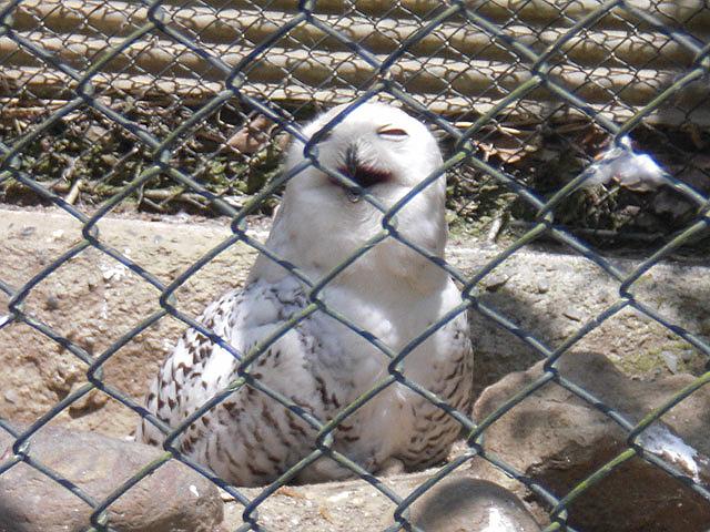 �V���t�N���E