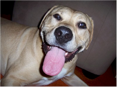 �����̎G�팢