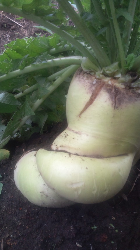 �΂������Ƃ̑卪